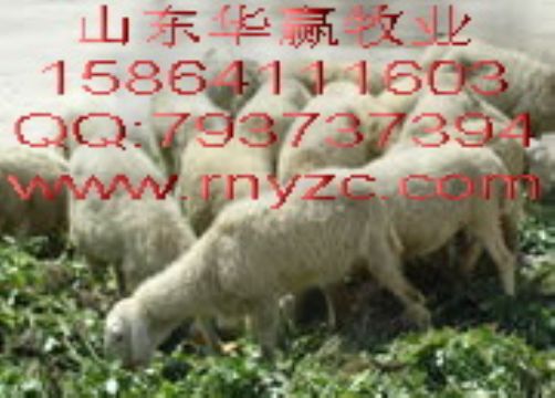 Small Tail Han Sheep